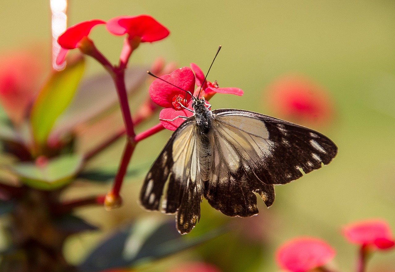 Beyond the Butterfly Bush: Rethinking What Makes a Plant Wildlife-Friendly