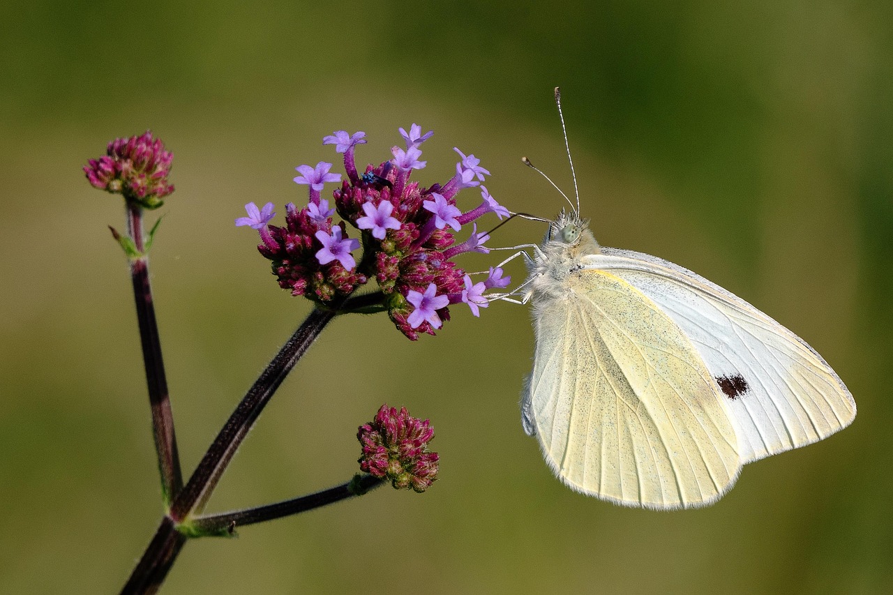 Building a Pollinator Garden That Blooms From Spring to Frost
