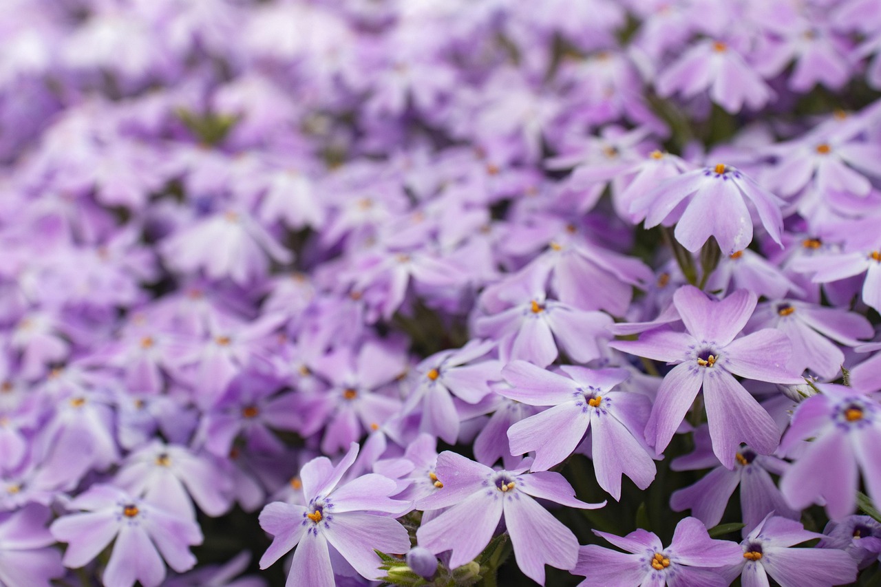 Five Native Groundcovers That Beat Mulch at Its Own Game