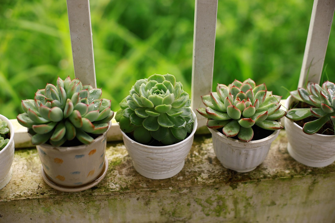 Native Plants for Small Spaces: Big Habitat on a Balcony or Patio