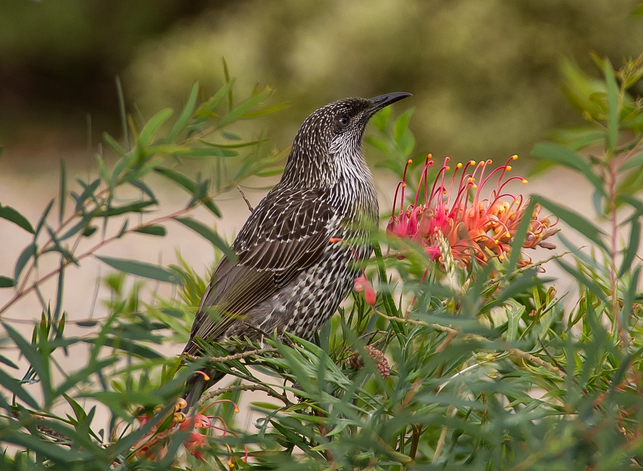 Planting for the Birds: Native Shrubs That Feed and Shelter Backyard Wildlife