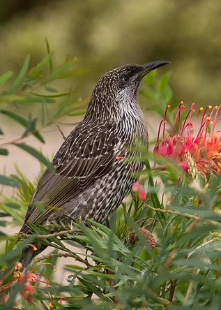 flicker
