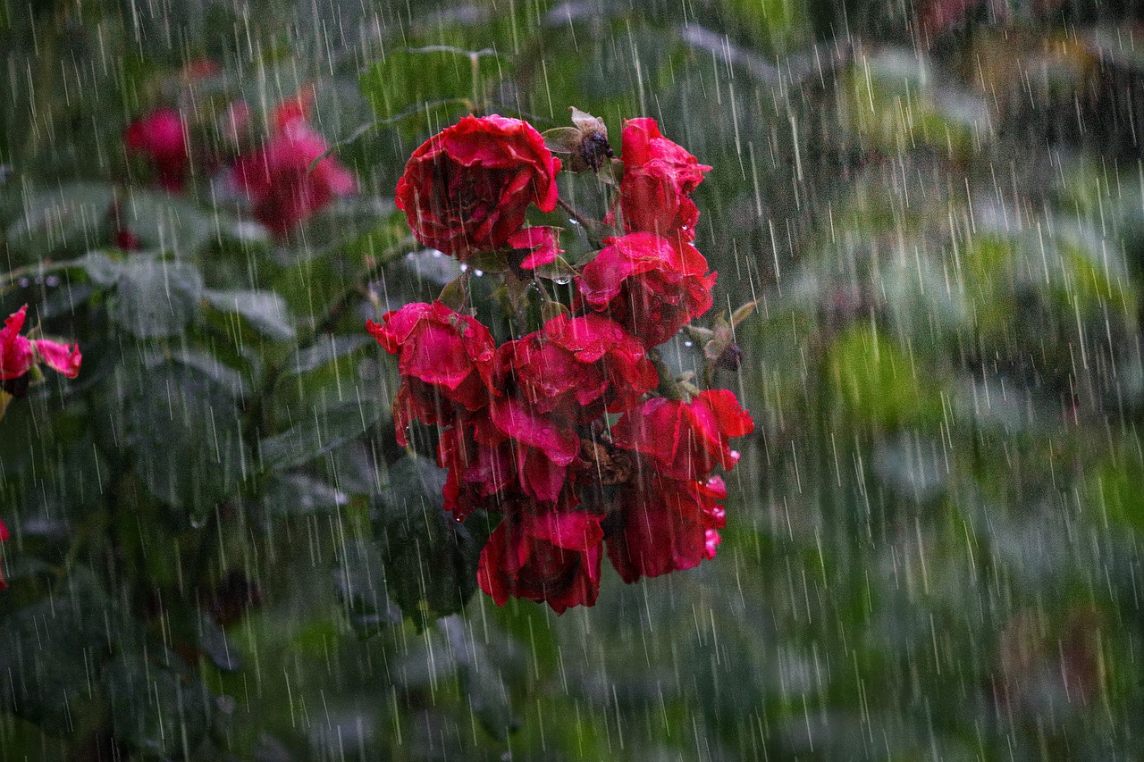 Rain Gardens: Native Plants That Drink Up a Storm