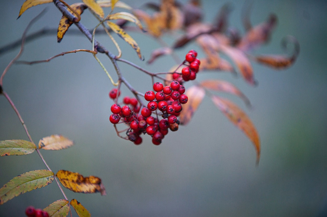 The Case for Messy: Why a Little Chaos Makes a Better Wildlife Garden