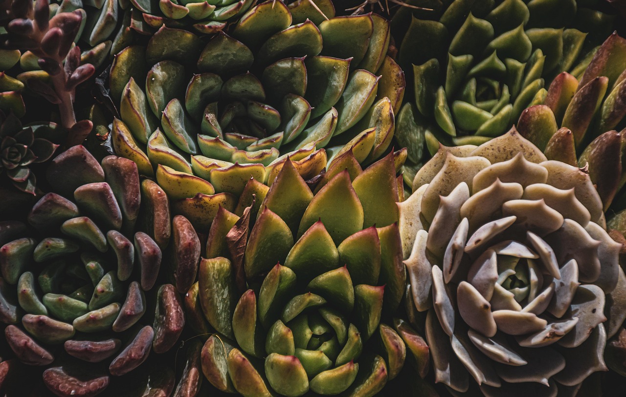The Native Plant Nursery Trip: How to Shop Smart and Plant Right