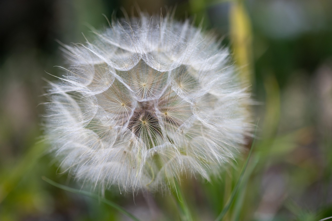 Trading the Lawn for a Meadow: A Realistic Guide
